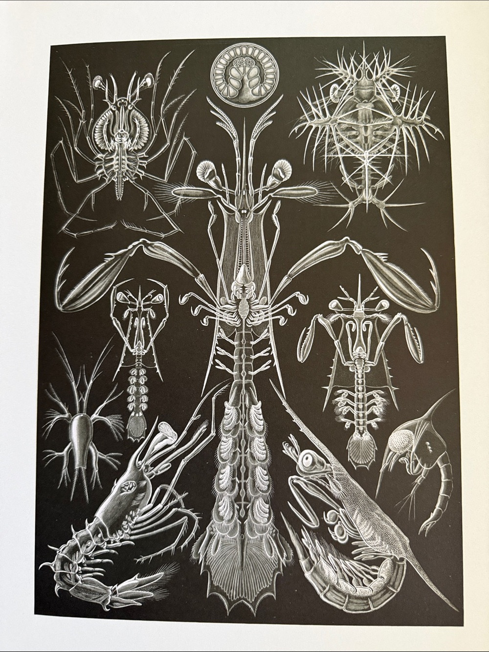 Lobsters Prawns Marine Biological Illustration Print